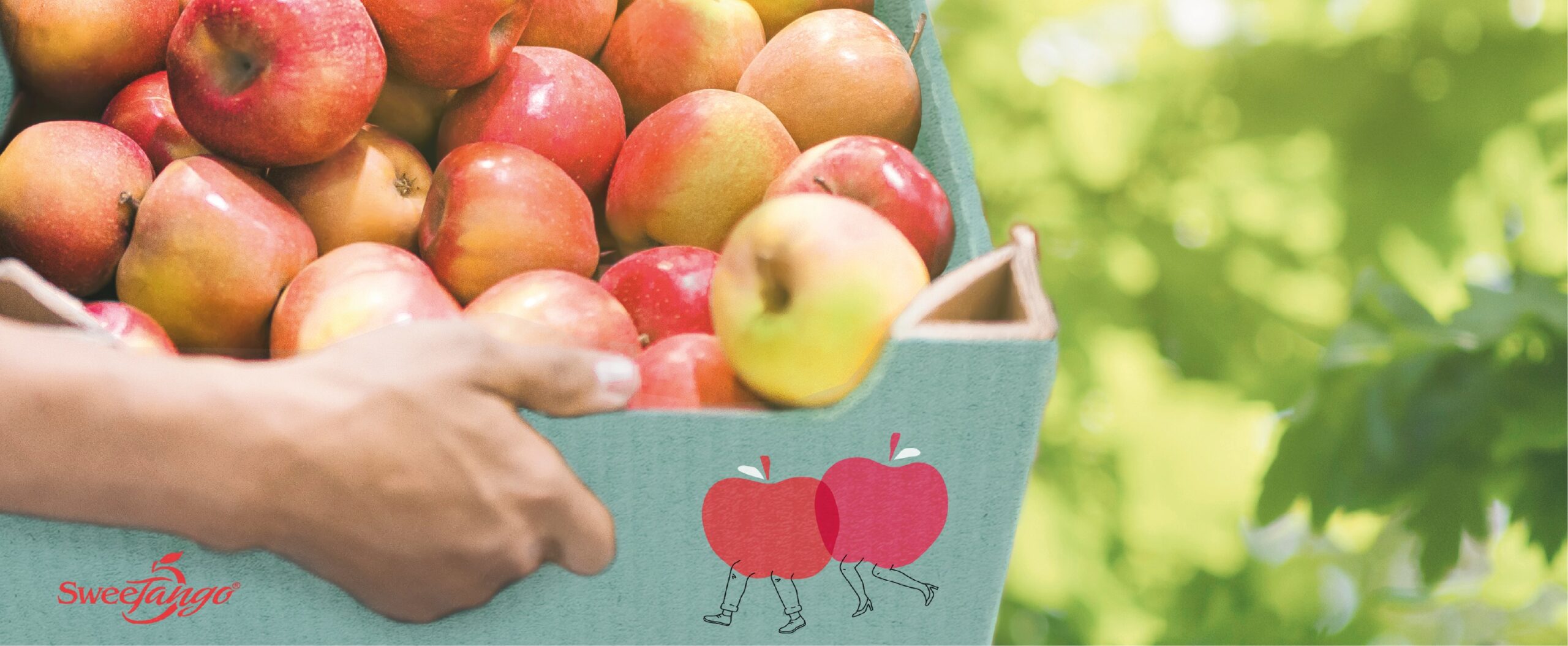 蘋(píng)果包裝設(shè)計(jì),水果包裝設(shè)計(jì)公司 蘋(píng)果包裝設(shè)計(jì),水果包裝設(shè)計(jì)公司